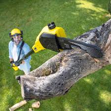 How Our Tree Care Process Works  in  Tierra Verde, FL