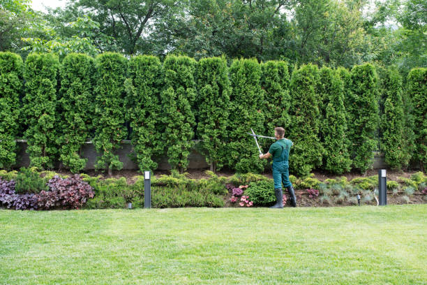 Best Arborist Consultation Services  in Tierra Verde, FL